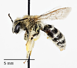  (Andrena pecosana - CCDB-25142 D07)  @13 [ ] Copyright (2016) Cory Sheffield Royal Saskatchewan Museum