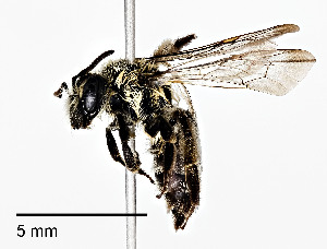  (Andrena apacheorum - CCDB-25142 D09)  @11 [ ] Copyright (2016) Cory Sheffield Royal Saskatchewan Museum