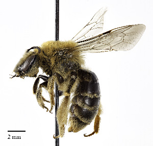  (Andrena helianthi - CCDB-25169 B10)  @15 [ ] © (2018) Cory S. Sheffield Royal Saskatchewan Museum