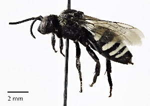  (Triepeolus dacotensis - CCDB-25169 E06)  @15 [ ] © (2018) Cory S. Sheffield Royal Saskatchewan Museum