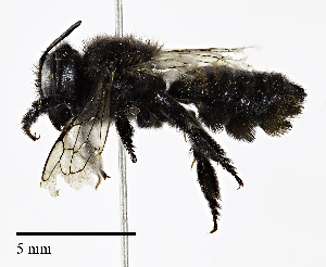  (Megachile gemula cressonii - CCDB-25169 E09)  @15 [ ] © (2018) Cory S. Sheffield Royal Saskatchewan Museum