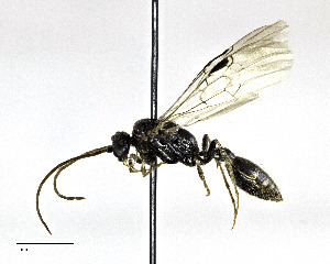  (Tiphiidae - CCDB-25172 A01)  @14 [ ] © (2018) Cory S. Sheffield Royal Saskatchewan Museum