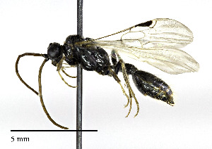  (Tiphiidae - CCDB-25172 A02)  @14 [ ] © (2018) Cory S. Sheffield Royal Saskatchewan Museum