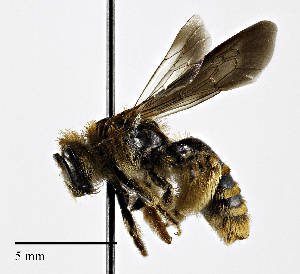  (Andrena vulpicolor - CCDB-25172 F07)  @14 [ ] © (2018) Cory S. Sheffield Royal Saskatchewan Museum
