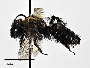  (Andrena anograe - CCDB-25172 F09)  @11 [ ] © (2018) Cory S. Sheffield Royal Saskatchewan Museum
