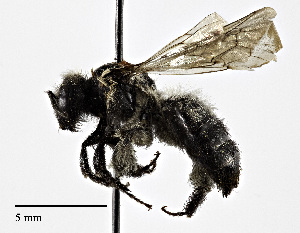  (Andrena aculeata - CCDB-25172 G07)  @14 [ ] © (2018) Cory S. Sheffield Royal Saskatchewan Museum