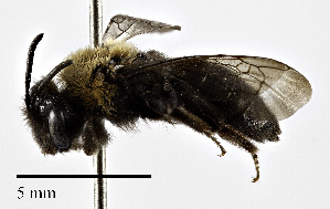  (Andrena amphibola - CCDB-25172 G12)  @11 [ ] © (2018) Cory S. Sheffield Royal Saskatchewan Museum