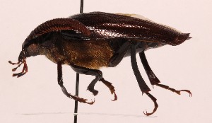  (Prionus fissicornis - CCDB-32640 C12)  @11 [ ] No Rights Reserved (2020) Cory Sheffield Royal Saskatchewan Museum