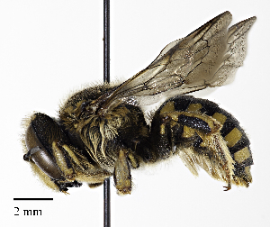  (Anthidium florentinum - CCDB-32649 A05)  @15 [ ] © (2019) Cory S. Sheffield Royal Saskatchewan Museum