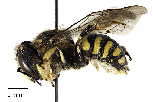  (Anthidium florentinum - CCDB-32649 A07)  @15 [ ] © (2019) Cory S. Sheffield Royal Saskatchewan Museum