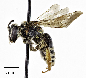  (Andrena montrosensis - CCDB-32649 D10)  @11 [ ] © (2019) Cory S. Sheffield Royal Saskatchewan Museum