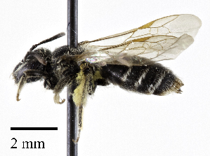  (Andrena kristina - CCDB-32649 H11)  @13 [ ] © (2019) Cory S. Sheffield Royal Saskatchewan Museum