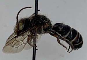  (Megachile rugifrons - CCDB-38308_G07)  @11 [ ] CreativeCommons - Attribution Share-Alike (2022) Cory Sheffield Royal Saskatchewan Museum
