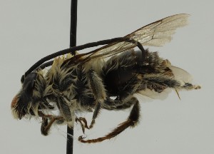  ( - CCDB-38766 F01)  @11 [ ] copyright (2021) Cory Sheffield Royal Saskatchewan Museum