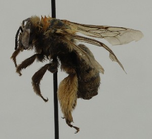  ( - CCDB-38766 H07)  @11 [ ] copyright (2021) Cory Sheffield Royal Saskatchewan Museum