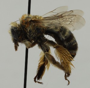  ( - CCDB-38766 H08)  @11 [ ] copyright (2021) Cory Sheffield Royal Saskatchewan Museum