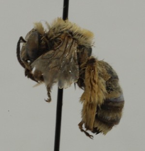  ( - CCDB-38766 H09)  @11 [ ] copyright (2021) Cory Sheffield Royal Saskatchewan Museum