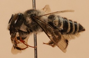  (Megachile alata - CCDB-38773 B05)  @11 [ ] copyright (2021) Cory Sheffield Royal Saskatchewan Museum