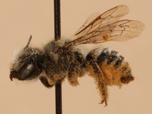  (Megachile astragali - CCDB-38773 B11)  @11 [ ] copyright (2021) Cory Sheffield Royal Saskatchewan Museum