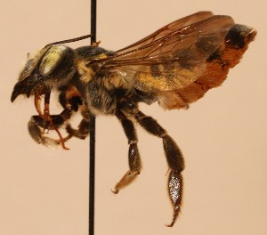  (Megachile deflexa - CCDB-38773 C04)  @11 [ ] copyright (2021) Cory Sheffield Royal Saskatchewan Museum