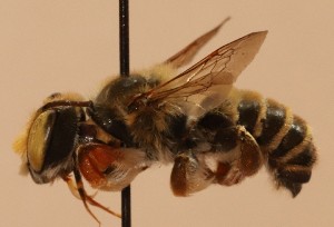  (Megachile integra - CCDB-38773 D04)  @11 [ ] copyright (2021) Cory Sheffield Royal Saskatchewan Museum