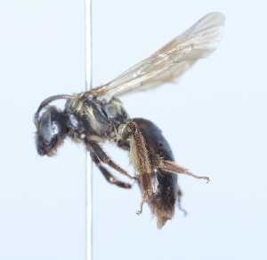  (Andrena quintilis - CCDB-38301_F12)  @11 [ ] CreativeCommons - Attribution Share-Alike (2023) Cory Sheffield Royal Saskatchewan Museum