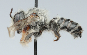  (Megachile maurata - CCDB-38768_H11)  @11 [ ] CreativeCommons - Attribution Share-Alike (2024) Cory Sheffield Royal Saskatchewan Museum