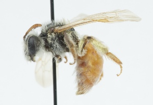  (Andrena erythrogaster - CCDB-38302_F09)  @11 [ ] CreativeCommons - Attribution Share-Alike (2024) Cory Sheffield Royal Saskatchewan Museum