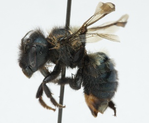  (Osmia nr. bucephala - CCDB-38302_H09)  @11 [ ] CreativeCommons - Attribution Share-Alike (2024) Cory Sheffield Royal Saskatchewan Museum