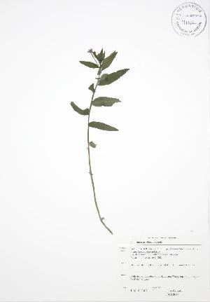  ( - JAG 0649WP)  @11 [ ] CreativeCommons - Attribution Share-Alike (2012) University of Guelph OAC BIO Herbarium