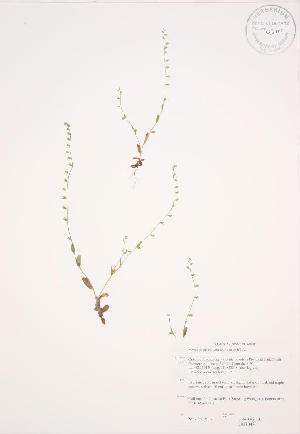  ( - JAG 0486WP)  @11 [ ] CreativeCommons - Attribution Share-Alike (2012) University of Guelph OAC BIO Herbarium