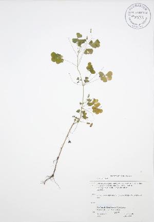  ( - JAG 0160WP)  @11 [ ] CreativeCommons - Attribution Share-Alike (2012) University of Guelph OAC BIO Herbarium