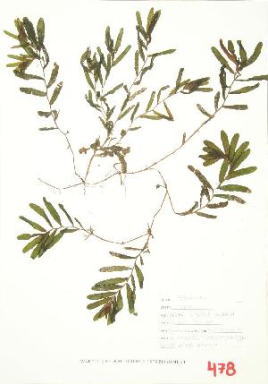 ( - ABM 014WP)  @11 [ ] CreativeCommons - Attribution Share-Alike (2012) University of Guelph OAC BIO Herbarium