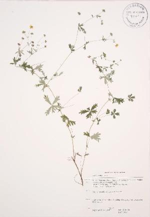  ( - JAG 0191WP)  @11 [ ] CreativeCommons - Attribution Share-Alike (2012) University of Guelph OAC BIO Herbarium