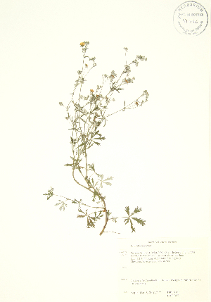  ( - PHK 002WP)  @11 [ ] CreativeCommons - Attribution Share-Alike (2012) University of Guelph OAC BIO Herbarium