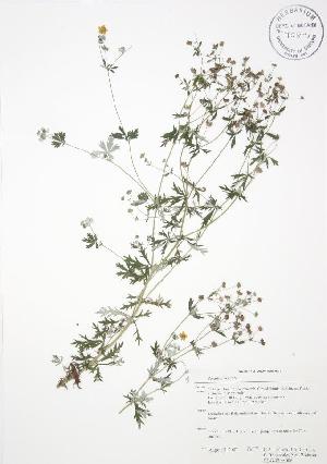  ( - RBG-Blitz 006WP)  @11 [ ] CreativeCommons - Attribution Share-Alike (2012) University of Guelph OAC BIO Herbarium