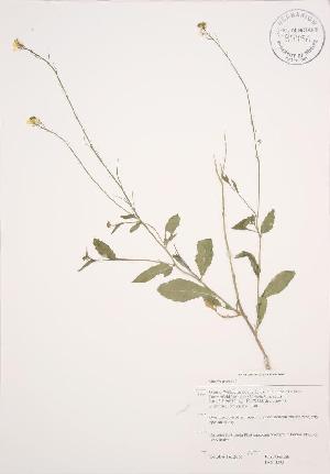 ( - JAG 0292WP)  @11 [ ] CreativeCommons - Attribution Share-Alike (2012) University of Guelph OAC BIO Herbarium