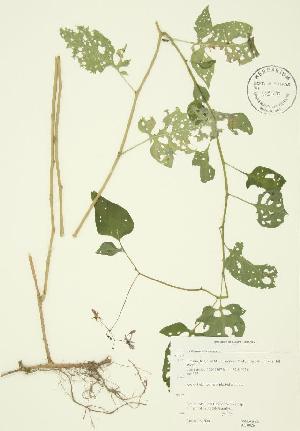  ( - JAG 0026-b)  @11 [ ] CreativeCommons - Attribution Share-Alike (2012) University of Guelph OAC BIO Herbarium