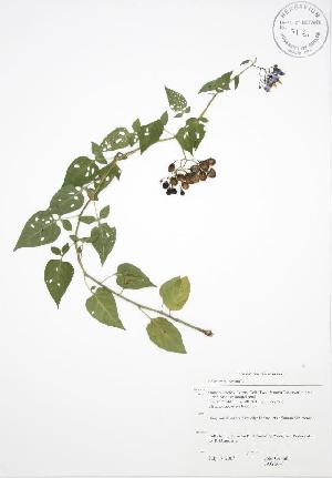  ( - JAG 0640WP)  @11 [ ] CreativeCommons - Attribution Share-Alike (2012) University of Guelph OAC BIO Herbarium