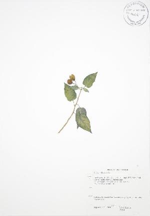  ( - RS141WP)  @11 [ ] CreativeCommons - Attribution Share-Alike (2012) University of Guelph OAC BIO Herbarium