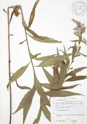  ( - JAG 0397WP)  @11 [ ] CreativeCommons - Attribution Share-Alike (2012) University of Guelph OAC BIO Herbarium