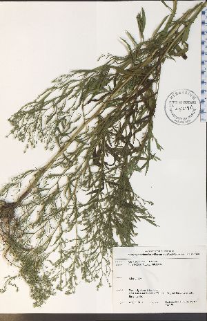  ( - WC-55WP)  @11 [ ] CreativeCommons - Attribution Share-Alike (2012) University of Guelph OAC-BIO Herbarium