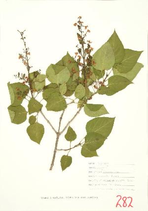  ( - MMD 015WP)  @11 [ ] CreativeCommons - Attribution Share-Alike (2012) University of Guelph OAC BIO Herbarium