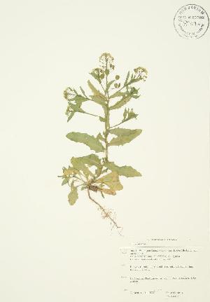  ( - JAG 0122WP)  @11 [ ] CreativeCommons - Attribution Share-Alike (2012) University of Guelph OAC BIO Herbarium