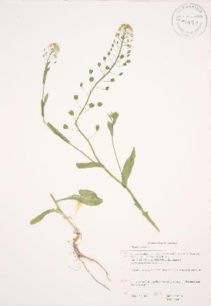  ( - JAG 0460WP)  @11 [ ] CreativeCommons - Attribution Share-Alike (2012) University of Guelph OAC BIO Herbarium