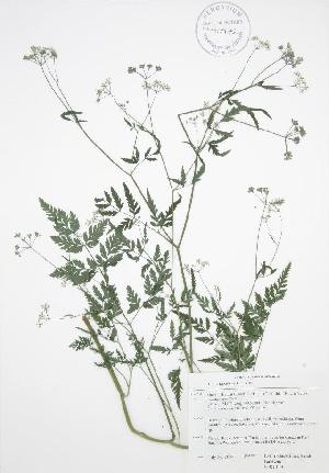  ( - RBG 129WP)  @11 [ ] CreativeCommons - Attribution Share-Alike (2012) University of Guelph OAC BIO Herbarium