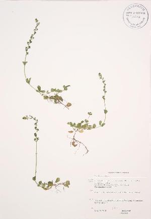  ( - JAG 0514WP)  @11 [ ] CreativeCommons - Attribution Share-Alike (2012) University of Guelph OAC BIO Herbarium