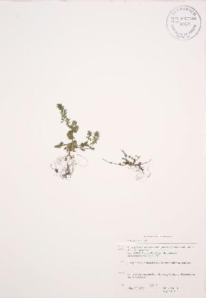 ( - JAG 0515WP)  @11 [ ] CreativeCommons - Attribution Share-Alike (2012) University of Guelph OAC BIO Herbarium