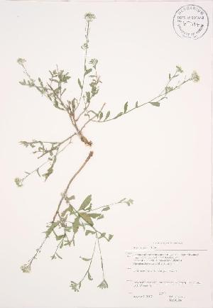  ( - JAG 0686WP)  @11 [ ] CreativeCommons - Attribution Share-Alike (2012) University of Guelph OAC BIO Herbarium