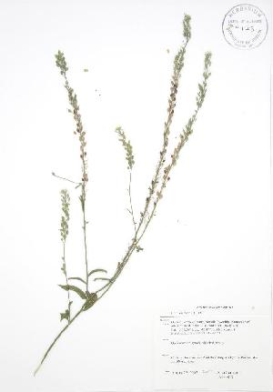  ( - JAG 0813WP)  @11 [ ] CreativeCommons - Attribution Share-Alike (2012) University of Guelph OAC BIO Herbarium